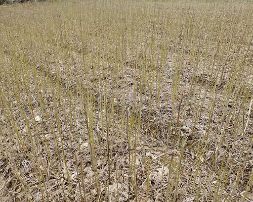 洛阳与湖北鹤峰众鑫苗木 高品质大棚香椿树苗一览