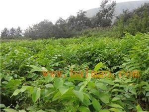 狮子头核桃树苗价格及相关信息——臻涮轩工艺品厂家浅析