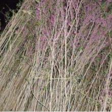 徽县富民农业发展有限责任公司 优质苗木供应，助力绿色产业