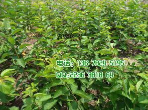 美国车厘子 从苗木到果园的完整种植指南