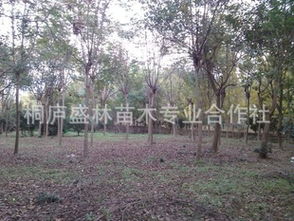 桐庐盛林苗木专业合作社 绿色产业助力乡村振兴