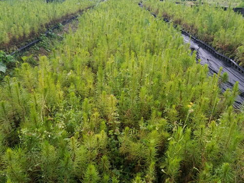 忻城苗木栽培正当时，林业产业促脱贫