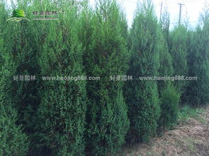 沭阳县好景园林绿化苗木场刺松报价 400公分高度仅售0.5元每株，性价比优势显著