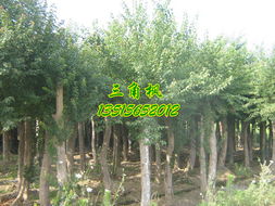 安徽肥西三角枫 自然之美与生态价值并存的苗木瑰宝