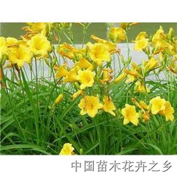 中国苗木花卉之乡 绿意盎然的经济新引擎