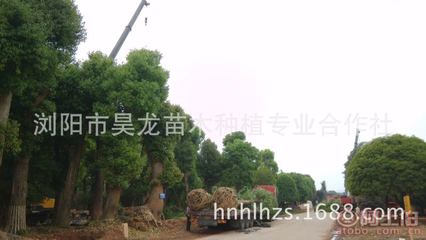 湖南浏阳昊龙苗木 常绿香樟树苗，优质供应，量大从优