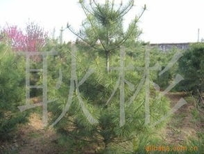 供应景观观赏用白皮松树苗 价格、厂商及选购指南