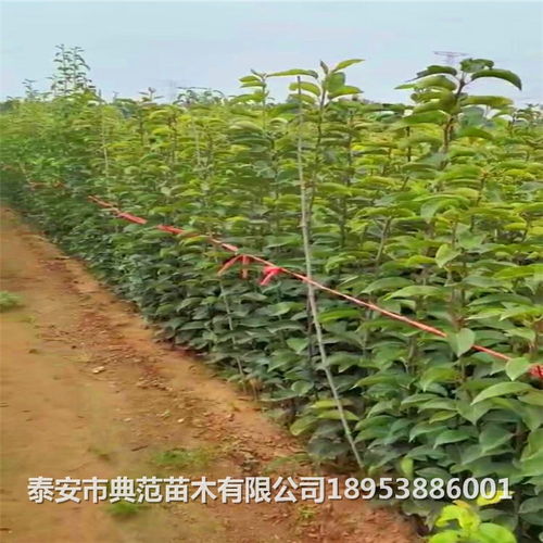 晚秋黄梨树苗批发市场价格与市场行情分析