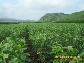寒富苹果苗 选苗指南、生产厂家与价格分析