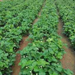 唐山市农业新热点 女峰一代草莓苗引领苗木产业升级