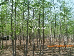 绿化苗木工程中的40cm银杏树苗 销售、生产与价格全解析