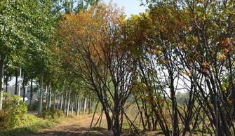 苗木稀植，好处多多