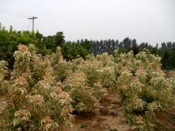 绿化苗木产品介绍与苗木图片信息