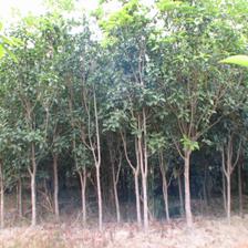 桂花与含笑苗木供应指南