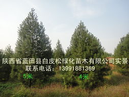 陕西省蓝田县白皮松绿化苗木乔木产品列表