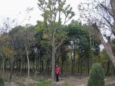 桐乡市高桥南日永仙苗木农场 苗木产业的绿色明珠