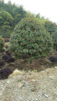 红叶石楠球精品光球——东方文化苗木工程的匠心之选