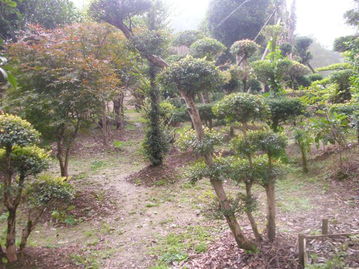 苗木批发基地与绿化苗木厂家的合作共赢