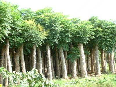 栾树 浙江金华丽成苗木艺树园的绿化优选