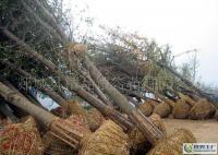 016公分银杏树苗 园林绿化的优选乔木及其市场供应