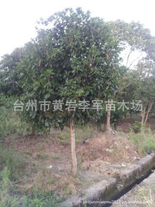 李军苗木厂 桂花、丹桂、银杏、茶花、枇杷一站式采购，品质优良，价格实惠