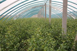 优质山东泰安蓝莓苗 32元/株的市场价值与种植前景分析