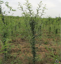 安徽滁州林桥南惠苗圃 绿色生命的摇篮与专业苗木产品展示